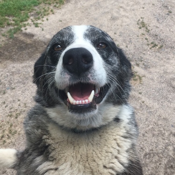 Meet your Posher, Abby - Picture 1 of 1